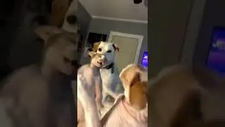 Котики, собачки, ржачки до .....