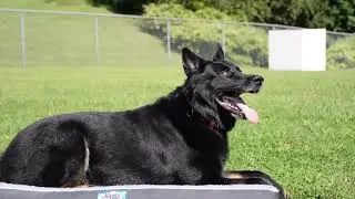 K9 Lux Memorial