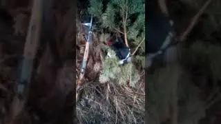 Охота на тетерева.Апрель2023