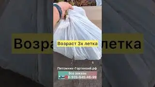 Настоящий хит 2023 Hydrangea paniculata Samarskya Lydia (Rensam/Framboisine ).