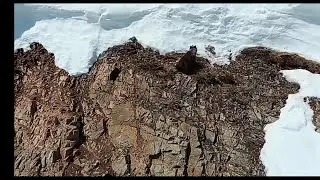 Медвежонок над пропастью. Медведица спасает медвежонка!