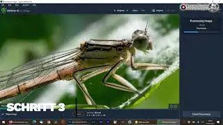 Insektenfoto Bearbeiten | Bildbearbeitung in Adobe Photoshop und Topaz Denoise AI