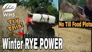 No Till Winter Rye Food Plots