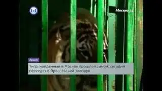 Тигр, найденный в Москве, переезжает