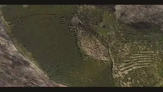 4K плантация чая с Дрона. Мацеста. Сочи