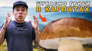 Збираємо ГРИБИ в КАРПАТАХ