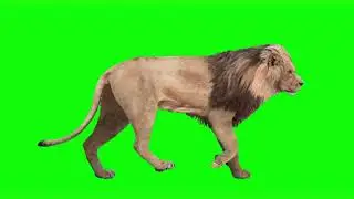 Animated male lion with loopable gait cycles, isolated on green screen background