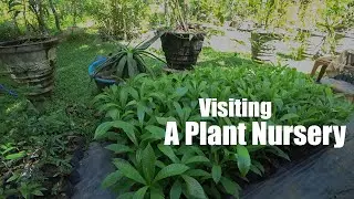 I Visited This Plant Nursery During The Pandemic | Bandara Plant Nursery | Bandara Osu Pela | 参观苗圃