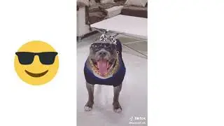 TikTok Pitbull #1