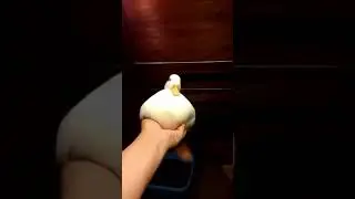 initial duck (Original Meme)