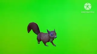 Green Screen Walking Squirrel 2 eating Squirrel 2