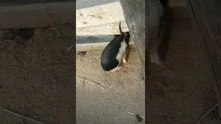 Кабаны сигали через дыру в заборе