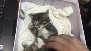Котенок по имени ГАВ нашли в диване котенка ПОДБРОСИЛИ меховое ЧУДО