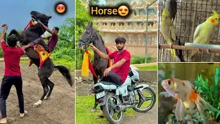 देखिए घोड़े को दोपैर पर चलने की आज ट्रेनिंग दी 😱 || marwadi Horse ||