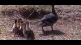 Anne ördeğin hayret veren taktiği