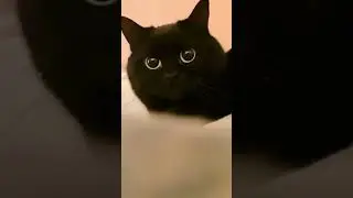 У котика очень милые глаза.Подпишись🙏🙏🏻🙏