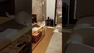 Милые котята и кошки
