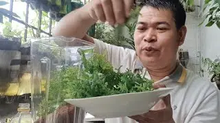 SEAWEED FERTILIZER: EPEKTIBONG  PAMPABULAKLAK at HITIK NA PAMPABUNGA (with ENG subs)