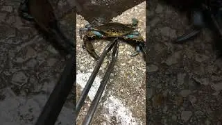 Runaway Blue Crab