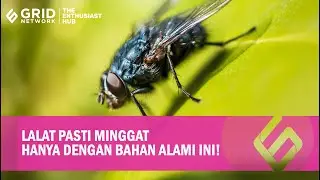 Pasti Minggat! Cara Mengusir Lalat di Rumah dengan Mudah dan Cepat!
