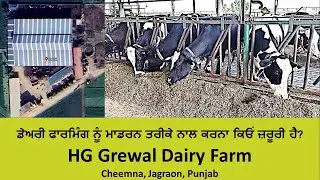 Part-II - HG Grewal Farm  - ਗੁਰਪ੍ਰੀਤ ਗਰੇਵਾਲ ਦੇ ਡੇਅਰੀ ਫਾਰਮਿੰਗ ਨੂੰ ਲੈ ਕੇ ਖਾਸ ਸੁਝਾਅ