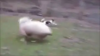 Ай да баран!