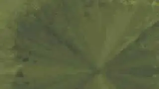 MyGoaMix