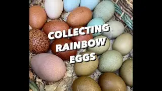 Collecting RAINBOW EGGS & COOP TOUR