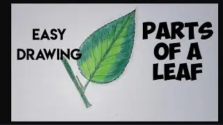 How to draw parts of a leaf easily/ leaf easy drawing