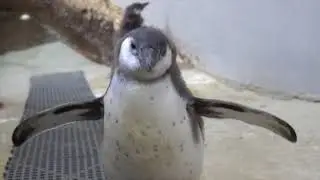 Humboldt penguin chicks swim for the first time  _ Oregon Zoo