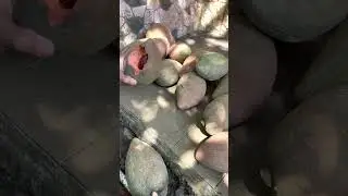 Panen sawo raksasa Mamey Sapote
