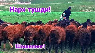Арзон сураганлар учун куйлар! Сотилиб кетди