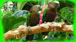 Red-fan parrot (Deroptyus accipitrinus) voice, flirting