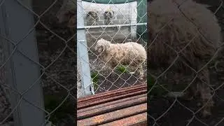 Алабай Барон ругается с бараном Борей