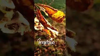 Golden leaves with Senorita Font Cyrillic #шрифт #short #shortvideo #Shorts #cozy #autumn #font