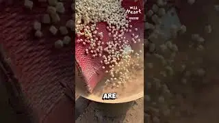 Cooking with Loess Soil