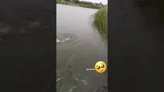 Сошла щука! Вот это рыбалка!