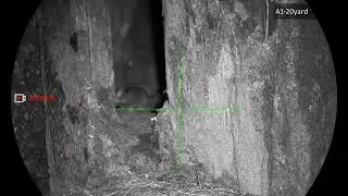 THERMAL AND NIGHT VISION RAT DISPOSAL