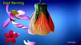 QUOTES - Good Morning Video