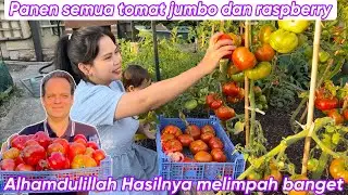 HARVEST ALL THE JUMBO TOMATOES AND RASPBERRIES || THE RESULTS ARE VERY ABUNDANT