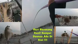 Paket Komplit !!! HTM Rumpon Murah Free Kopi Plus Ikannya Juga Mau Makan