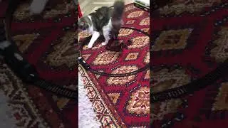 Новая игрушка 