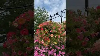 A waterfall of supertunias