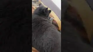 Британская кошка Хелля: уход за собой после сытного обеда 🐾🍲