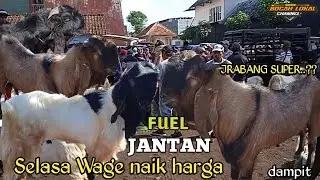 TERUPDATE HARI INI‼️HARGA KAMBING JANTAN DAN BETINA DI  PASAR DAMPIT  ADA KENAIKAN TGL 3 DES 2024