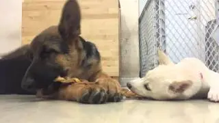 Puppies Sharing Bully Stick