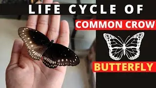 LIFE CYCLE OF COMMON CROW BUTTERFLY 🦋🦋🦋🦋 | Euploea core | #butterfly