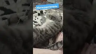 Боня всегда помогает вязать