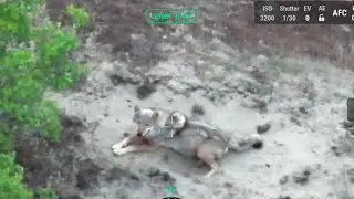 Нападения волков на домашних животных продолжаются круглый год.