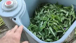 Иван чай ,мини производство ЛЕХИ СУМАТОХИ )